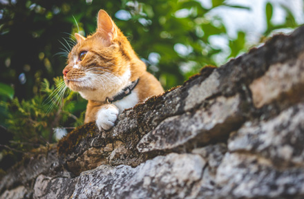 How to Care for Outdoor Cats in Summer